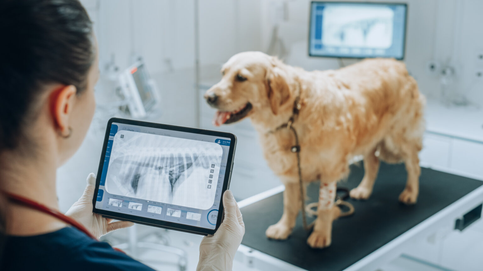 Veterinaria esamina radiografie accanto a un golden retriever