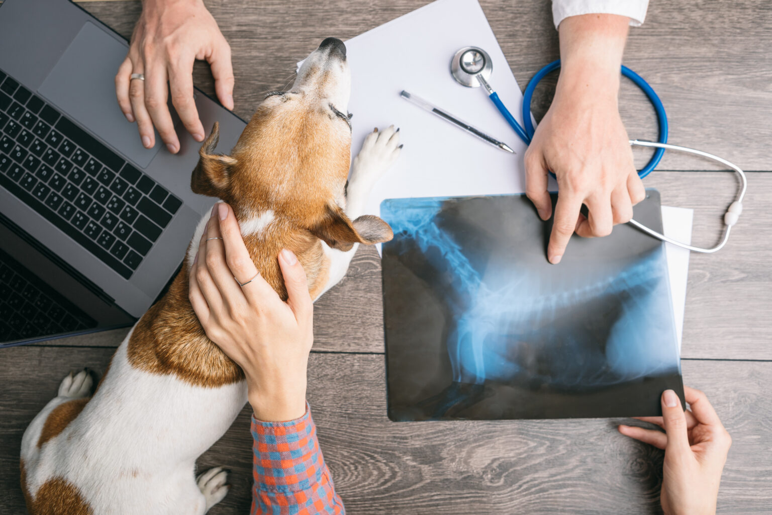 Consulto veterinario con radiografia di un cane