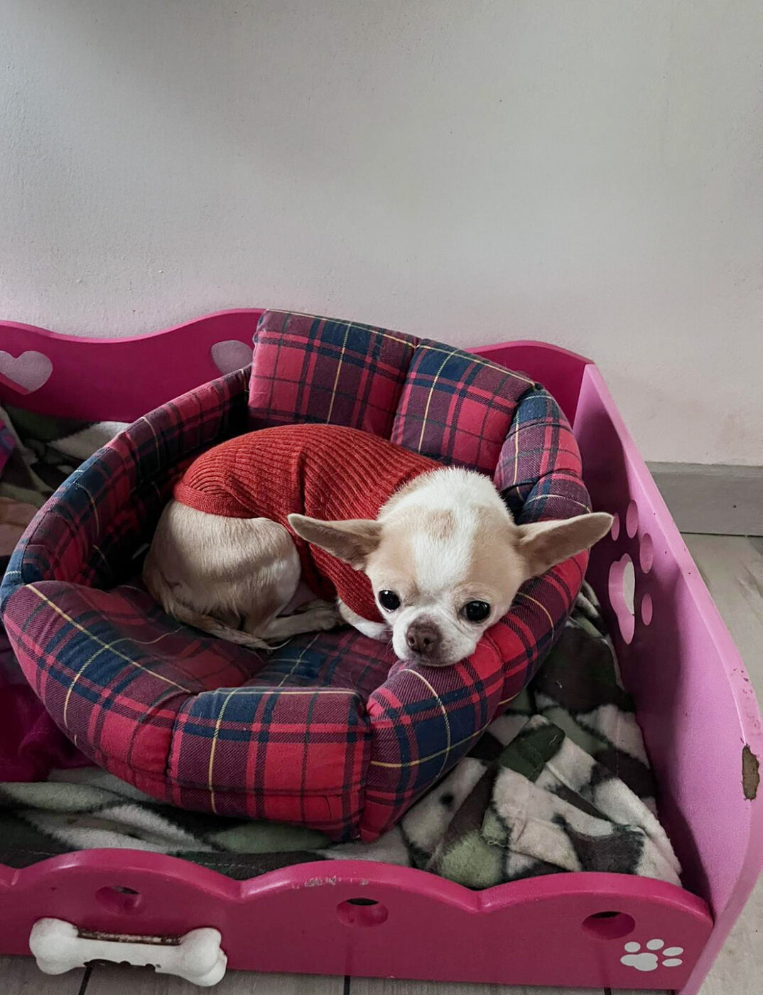 Cagnolino Chihuahua accolto nella sua cuccia all'ambulatorio veterinario a Torino