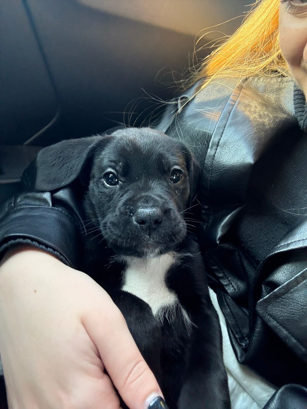 Cucciolo di cane nero durante una visita all'ambulatorio veterinario a Torino
