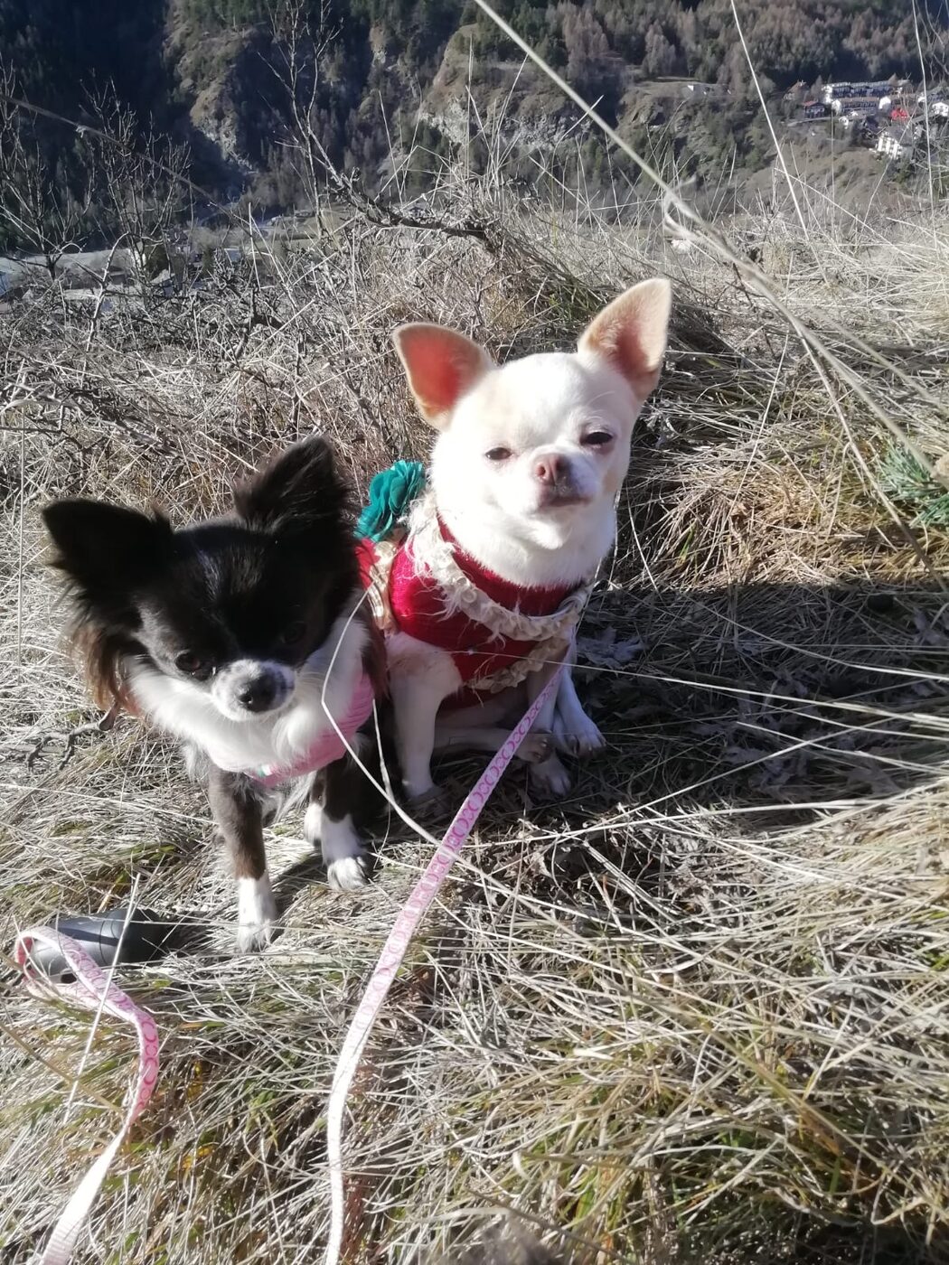Due cani Chihuahua all'aperto, pazienti dell'ambulatorio veterinario a Torino