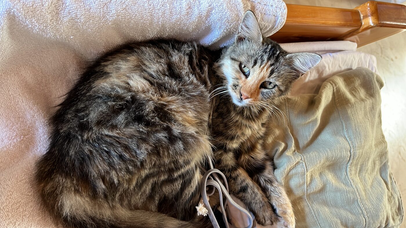Gatto tigrato che riposa, paziente dell'ambulatorio veterinario a Torino