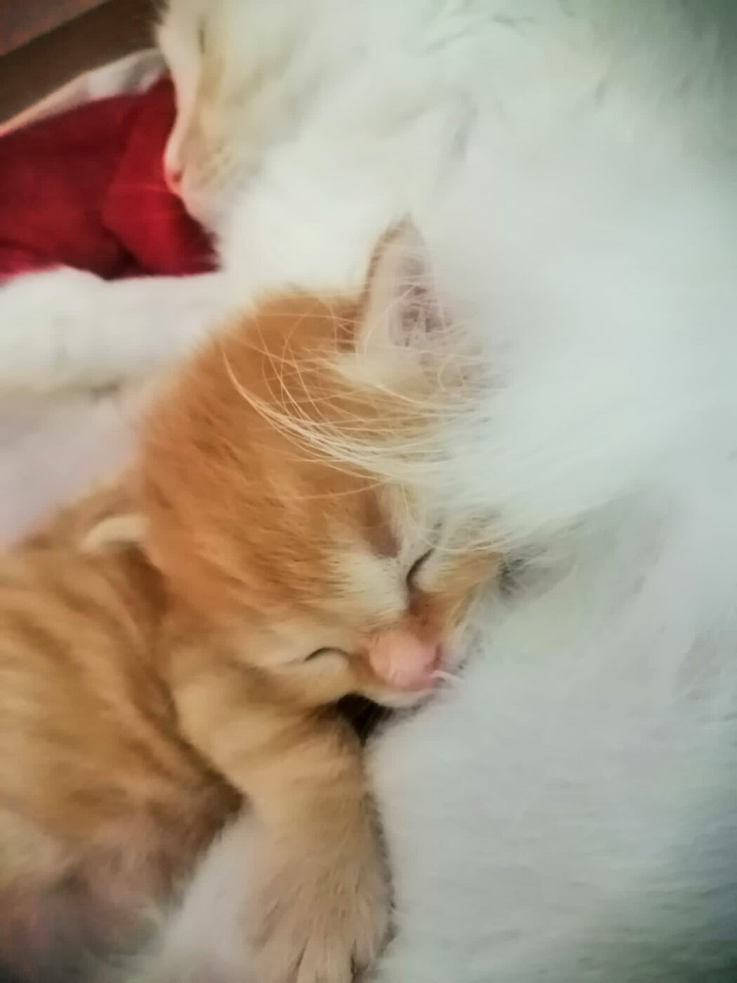Gattino rosso che dorme dopo le cure all'ambulatorio veterinario a Torino