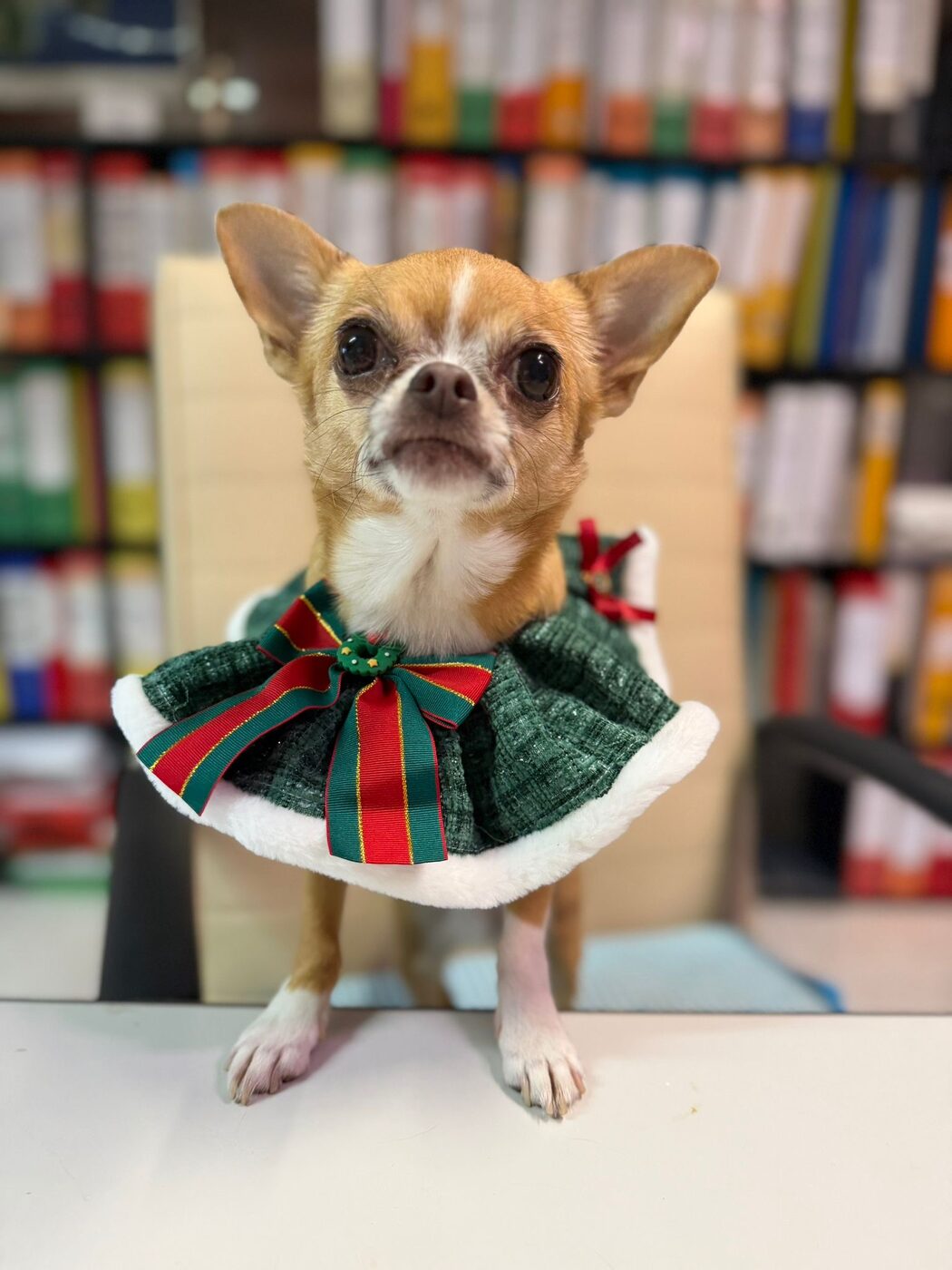 Cane Chihuahua con vestitino, paziente dell'Ambulatorio Bertone & Oropallo a Torino
