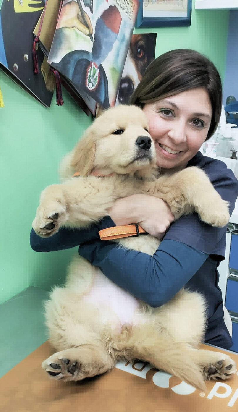 Veterinaria dell'ambulatorio veterinario a Torino con un cucciolo di golden retriever