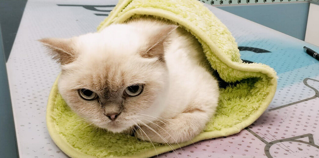 Gatto British Shorthair avvolto in un asciugamano dopo la visita veterinaria a Torino