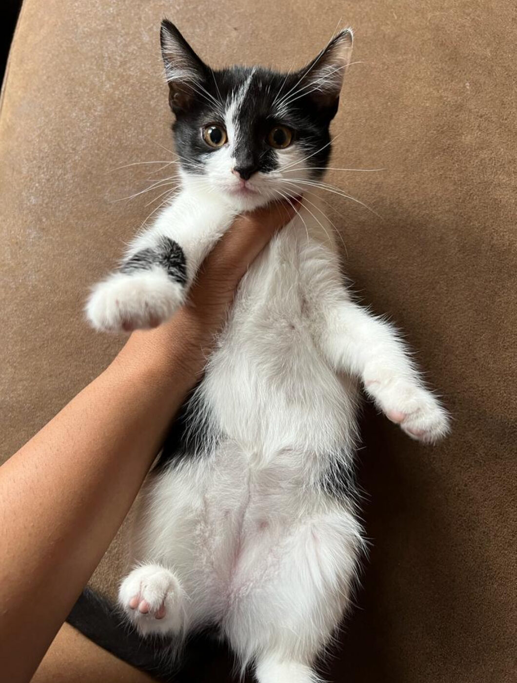 Gattino bianco e nero in braccio all'Ambulatorio Veterinario Bertone & Oropallo